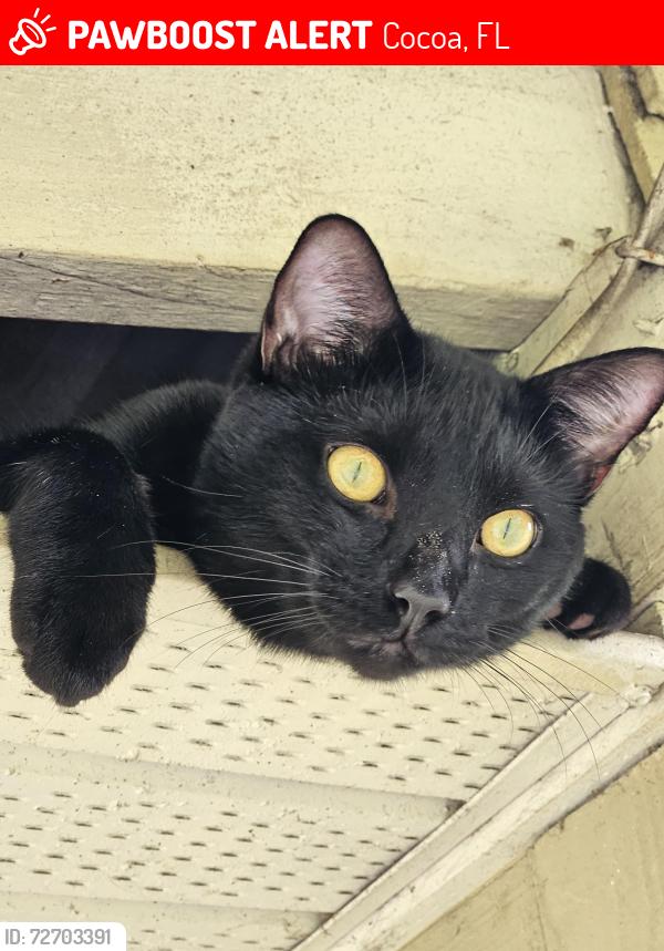 Lost Male Cat last seen Cox and 524, Cocoa, FL 32926