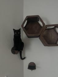 Lost Male Cat last seen Retreat at Barton Creek, Austin, TX 78704
