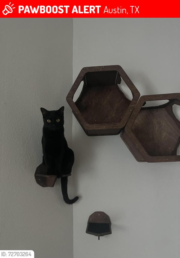Lost Male Cat last seen Retreat at Barton Creek, Austin, TX 78704