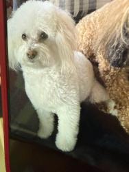 Lost Female Dog last seen The Villages in Oro Valley, Oro Valley, AZ 85737