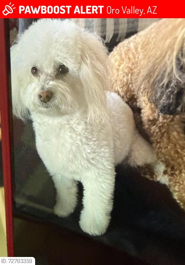 Lost Female Dog last seen The Villages in Oro Valley, Oro Valley, AZ 85737