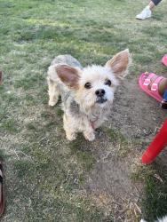 Lost Female Dog last seen Baseline and Sierra Way, San Bernardino, CA 92404