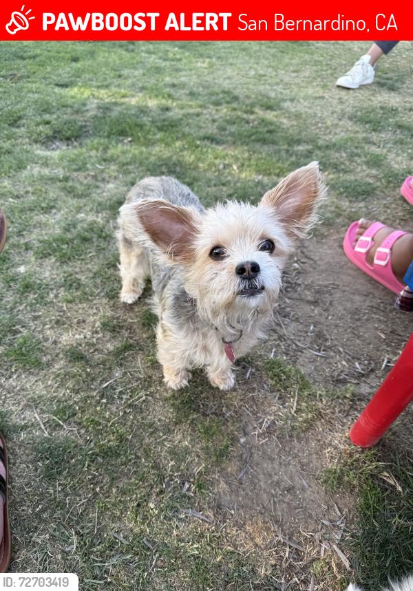 Lost Female Dog last seen Baseline and Sierra Way, San Bernardino, CA 92404