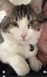 Lost Male Cat last seen In Acadia Green apmts, across from Smiths & Goodwills, Millcreek, UT 84107