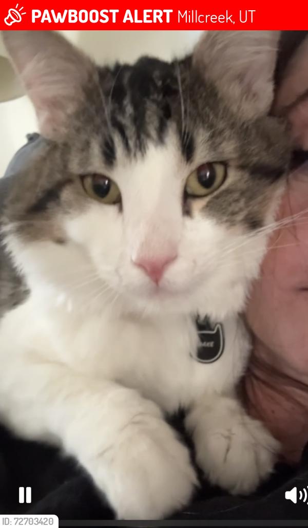 Lost Male Cat last seen In Acadia Green apmts, across from Smiths & Goodwills, Millcreek, UT 84107