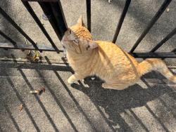 Found/Stray Male Cat last seen Near block of Fondren Grove Drive, Missouri City, TX 77489