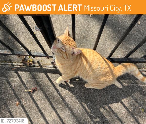 Found/Stray Male Cat last seen Near block of Fondren Grove Drive, Missouri City, TX 77489