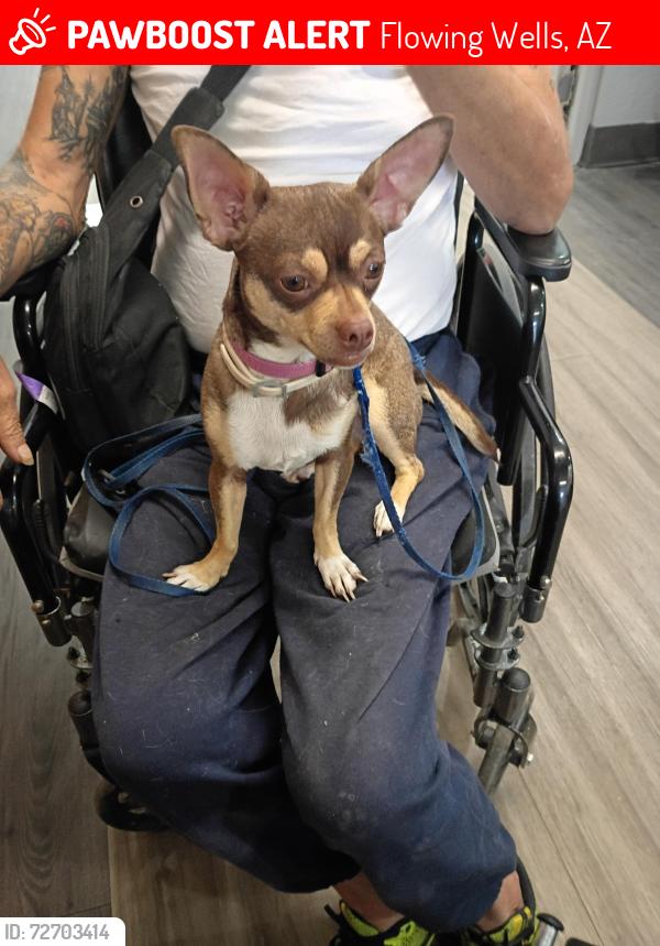Lost Female Dog last seen Wetmore m tomero, Flowing Wells, AZ 85705