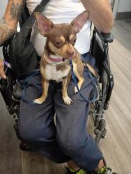 Lost Female Dog last seen Wetmore m tomero, Flowing Wells, AZ 85705
