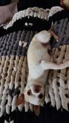 Lost Male Dog last seen Near Chaucer. Dr. Cleburne, Cleburne, TX 76033