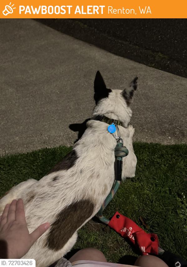 Found/Stray Female Dog last seen Renton Park Elementary , Renton, WA 98058