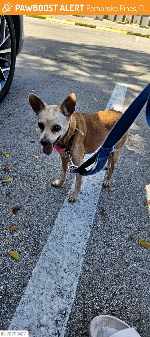 Found/Stray Female Dog last seen Cinnamon place, Pembroke Pines, FL 33025