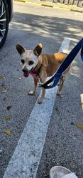 Found/Stray Female Dog last seen Cinnamon place, Pembroke Pines, FL 33025