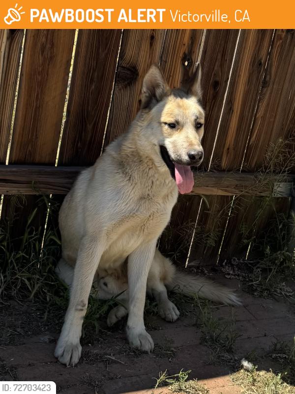 Found/Stray Male Dog last seen E St x 6th St, Victorville CA, Victorville, CA 92395