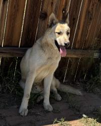 Found/Stray Male Dog last seen E St x 6th St, Victorville CA, Victorville, CA 92395