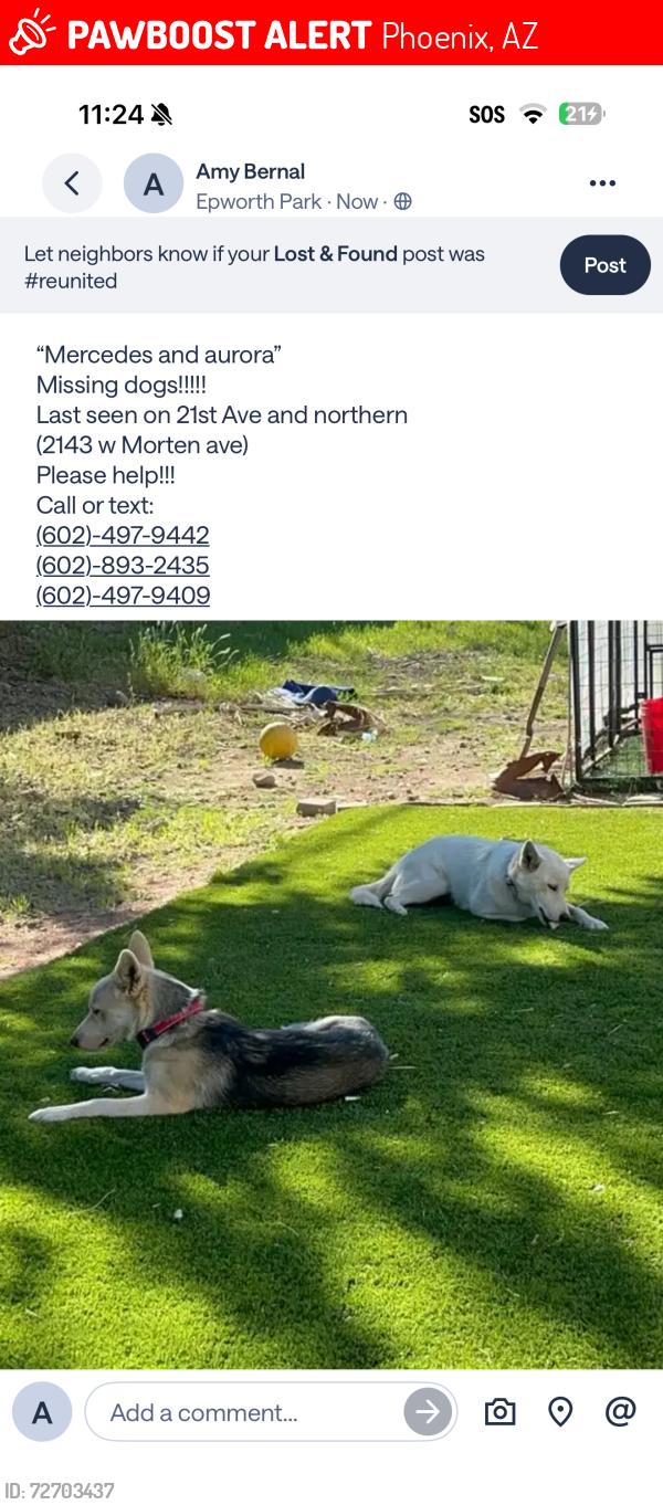 Lost Female Dog last seen Near ave and northen, Phoenix, AZ 85021