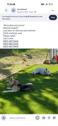 Lost Female Dog last seen Near ave and northen, Phoenix, AZ 85021