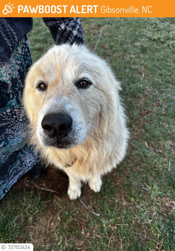 Found/Stray Unknown Dog last seen Huffine Mill Rd and Huffine Farm Rd, Gibsonville, NC 27249
