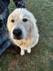 Found/Stray Unknown Dog last seen Huffine Mill Rd and Huffine Farm Rd, Gibsonville, NC 27249