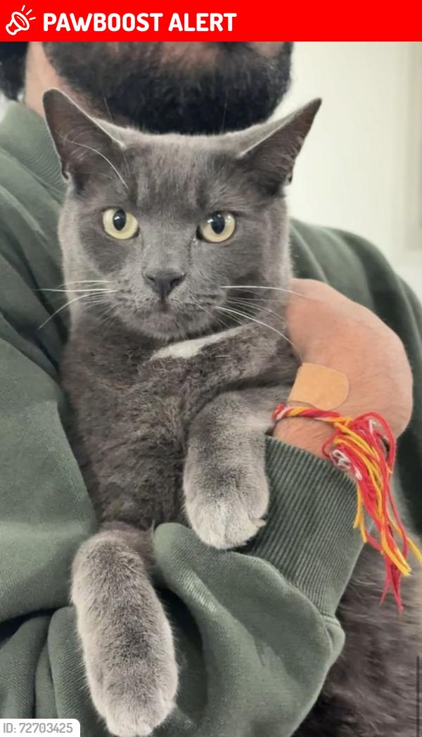 Lost Male Cat last seen Lilac Road/Eastern Avenue T section, Peterborough, England PE1