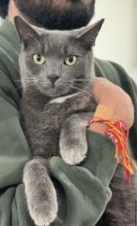 Lost Male Cat last seen Lilac Road/Eastern Avenue T section, Peterborough, England PE1