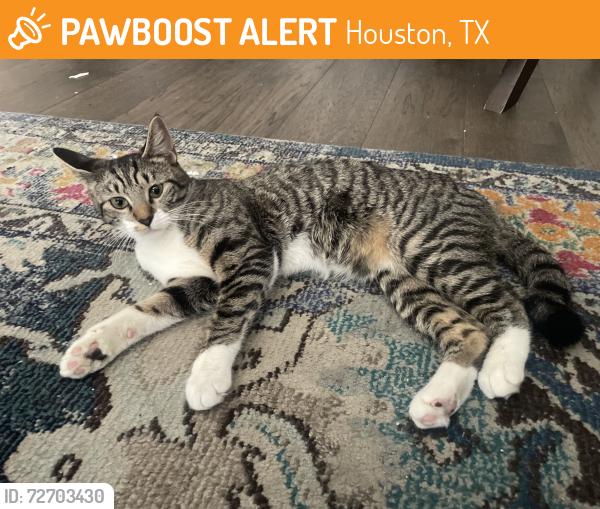 Found/Stray Unknown Cat last seen Capitol street and rusk st , Houston, TX 77023