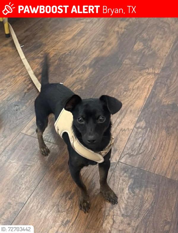 Lost Male Dog last seen La michoacana on Texas ave , Bryan, TX 77082