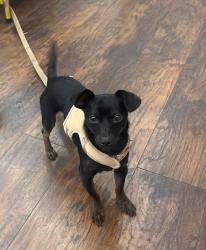 Lost Male Dog last seen La michoacana on Texas ave , Bryan, TX 77082