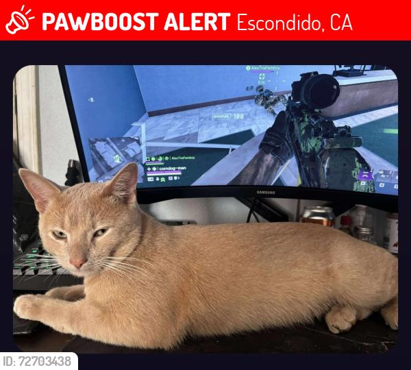 Lost Male Cat last seen Lincoln , Escondido, CA 92027