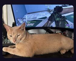 Lost Male Cat last seen Lincoln , Escondido, CA 92027