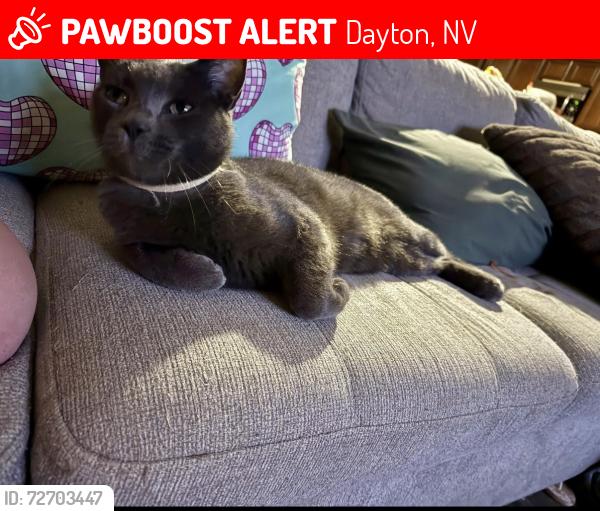 Lost Male Cat last seen Dayton valley road, Dayton, NV 89403