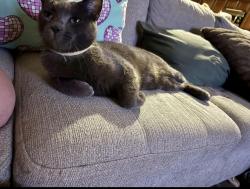 Lost Male Cat last seen Dayton valley road, Dayton, NV 89403