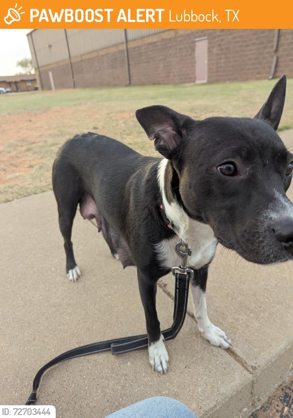 Found/Stray Female Dog last seen 4th and Kline, Lubbock, TX 79416