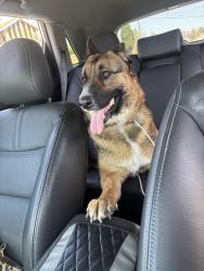 Found/Stray Female Dog last seen wendover , Greensboro, NC 27401