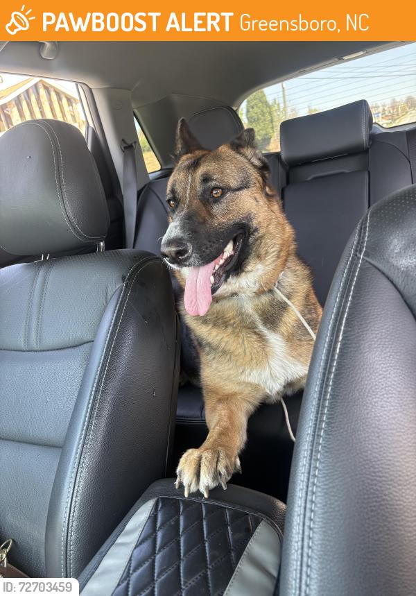 Found/Stray Female Dog last seen wendover , Greensboro, NC 27401