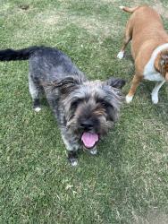 Lost Female Dog last seen last seen by hwy 90, nearest location would be the frito lay factory which is about a mile out , Rosenberg, TX 77471