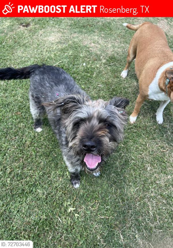 Lost Female Dog last seen last seen by hwy 90, nearest location would be the frito lay factory which is about a mile out , Rosenberg, TX 77471