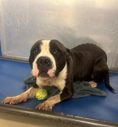 Shelter Stray Male Dog last seen Near BLOCK SW 105 TER, Doral, FL 33122