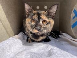Shelter Stray Female Cat last seen Near BLOCK POPLAR AVE, Murfreesboro, TN 37129