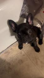 Lost Female Dog last seen Lebrun , Allouez, WI 54301