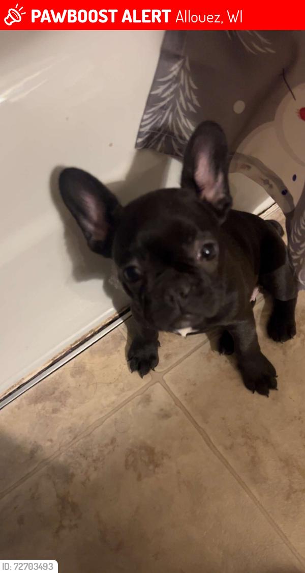 Lost Female Dog last seen Lebrun , Allouez, WI 54301