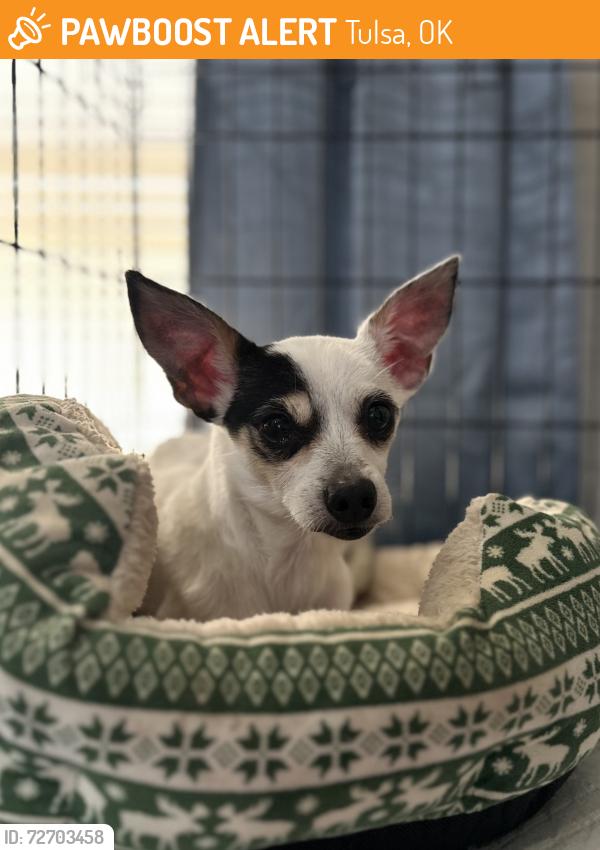 Found/Stray Female Dog last seen Creek turnpike and Riverside, Tulsa, OK 74137