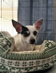 Found/Stray Female Dog last seen Creek turnpike and Riverside, Tulsa, OK 74137