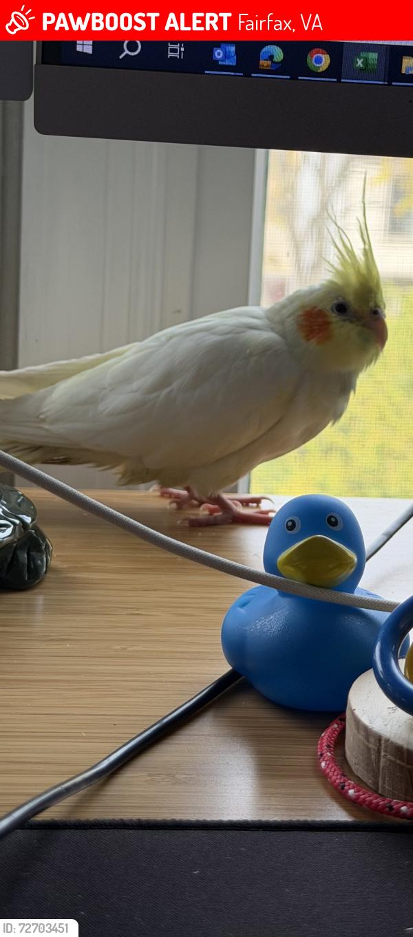 Lost Female Bird last seen Homewood Way & Braddock Rd & Hampton Forest Way, Fairfax, VA 22030