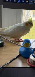 Lost Female Bird last seen Homewood Way & Braddock Rd & Hampton Forest Way, Fairfax, VA 22030