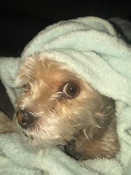 Found/Stray Female Dog last seen Baseline Ave and Sierra Way, San Bernardino, CA 92401