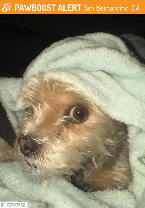 Found/Stray Female Dog last seen Baseline Ave and Sierra Way, San Bernardino, CA 92401