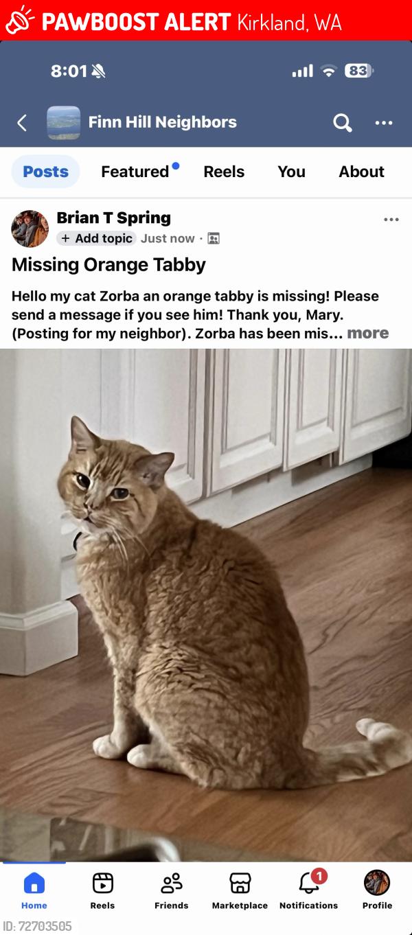 Lost Male Cat last seen 81ave NE Kirkland wa, Kirkland, WA 98034