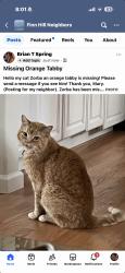 Lost Male Cat last seen 81ave NE Kirkland wa, Kirkland, WA 98034