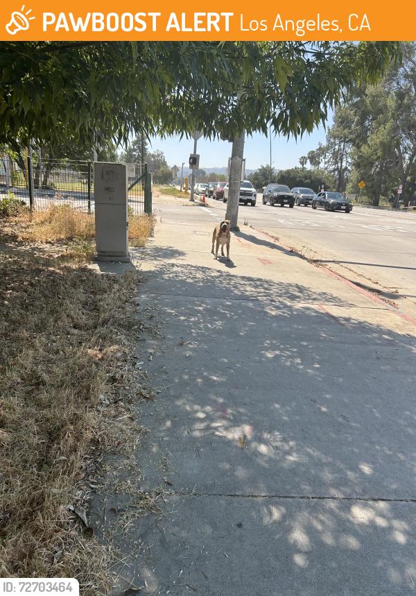 Found/Stray Male Dog last seen Victory and Woodley running through the Metro Orange Line, Los Angeles, CA 91406